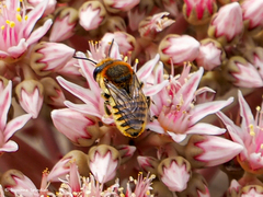 Megachile binominata