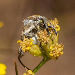 Merocoris curtatus