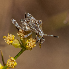Merocoris curtatus