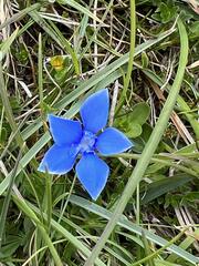 Gentiana verna