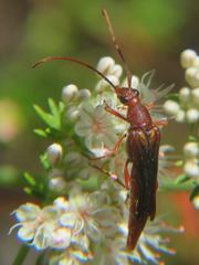 Neobellamira delicata