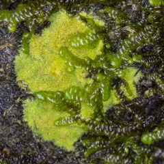 Coenogonium implexum