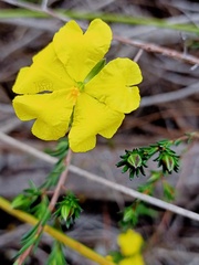 Hibbertia cistiflora