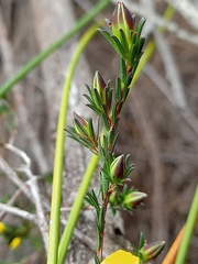 Hibbertia cistiflora