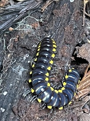 Harpaphe haydeniana scotia