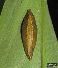 Vaginulus taunaisii
