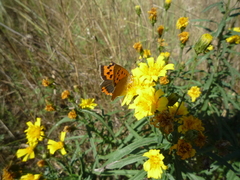 Hieracium umbellatum filifolium