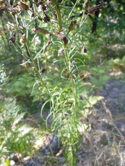 Hieracium umbellatum filifolium