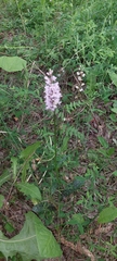 Dactylorhiza fuchsii