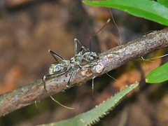 Polyrhachis sexspinosa