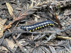 Harpaphe haydeniana scotia