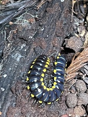 Harpaphe haydeniana scotia