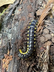 Harpaphe haydeniana scotia