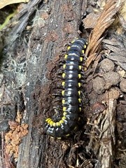Harpaphe haydeniana scotia