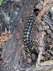 Harpaphe haydeniana scotia