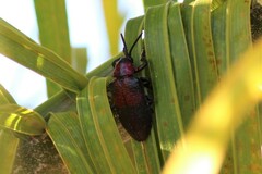 Coraliomela aeneoplagiata