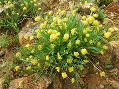 Cymopterus davisii