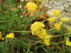 Cymopterus davisii
