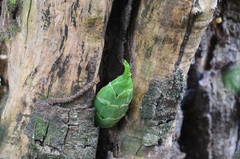 Catasetinae