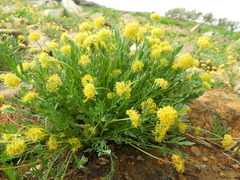 Cymopterus davisii