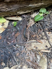 Harpaphe haydeniana scotia
