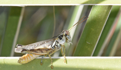 Melanoplus confusus