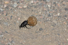 Canthon pilularius
