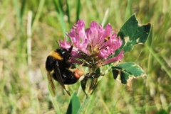 Bombus subterraneus