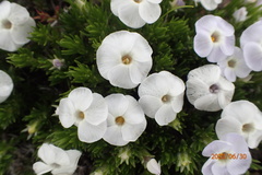 Phlox hendersonii