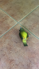 Brotogeris jugularis