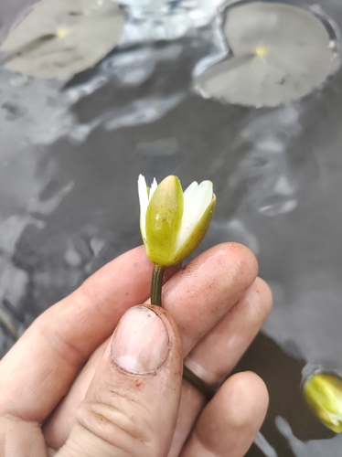 Image of Nymphaea leibergii by no rights reserved
