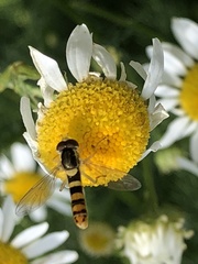 Sphaerophoria philanthus