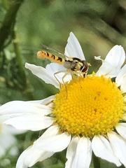 Sphaerophoria philanthus