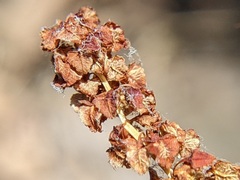 Rumex californicus