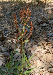Rumex californicus