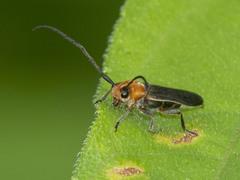 Dylobolus rotundicollis