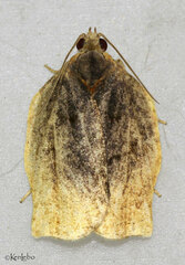 Archips infumatana