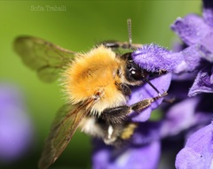 Bombus pascuorum