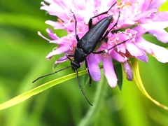 Pedostrangalia pubescens