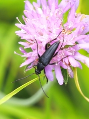 Pedostrangalia pubescens