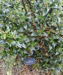Ilex dimorphophylla