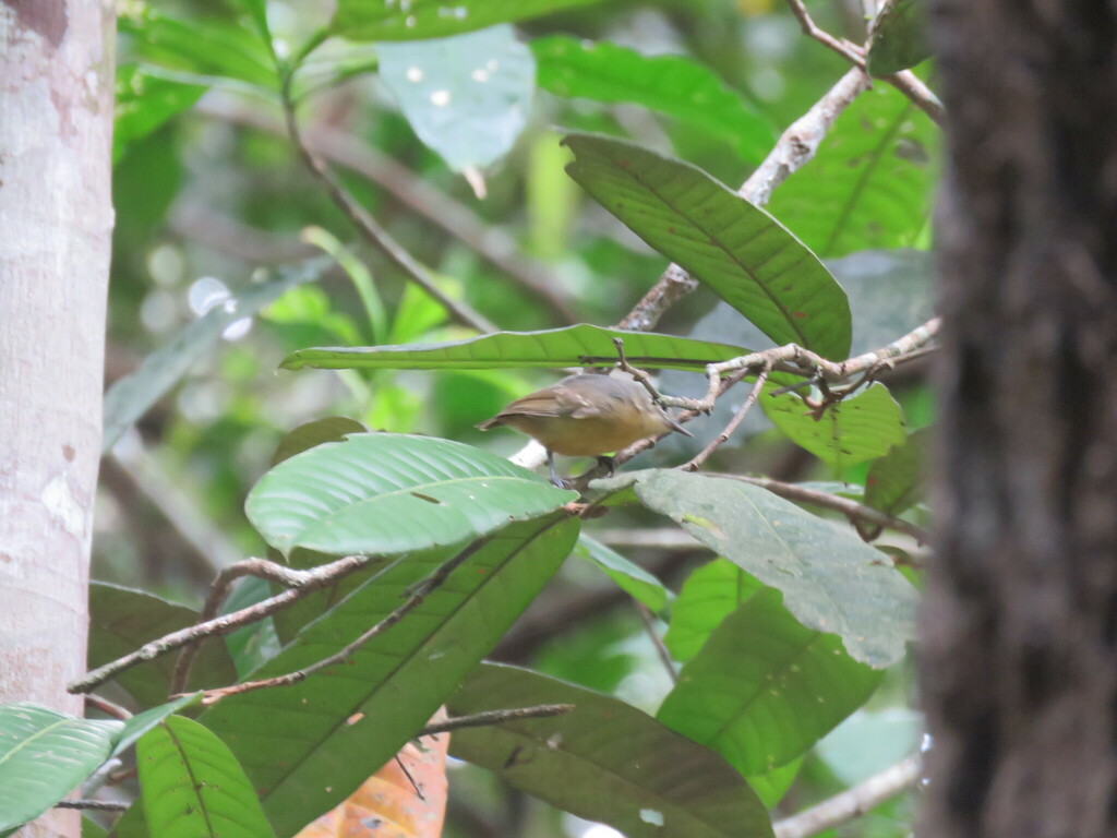 Grey Antwren