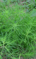 Salsola collina