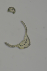 Ditrichum heteromallum