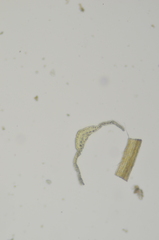 Ditrichum heteromallum