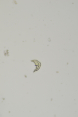 Ditrichum heteromallum