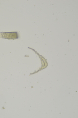 Ditrichum heteromallum