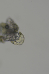 Ditrichum heteromallum