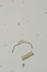 Ditrichum heteromallum