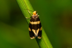 Lampronia capitella